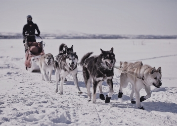 Dog Sledding Yellowknife Vacations