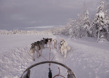 Dog Sledding By Yellowknife Vacations